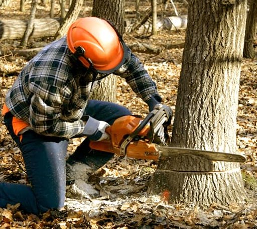 Tree Removal in Frederic, WI